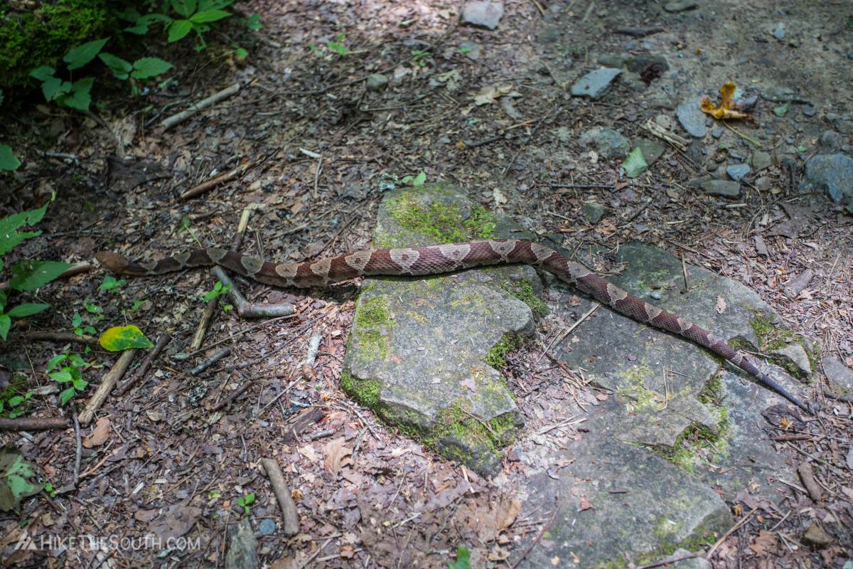 Bear Creek Trail to the Gennett Poplar. 
Watch out for copperheads!