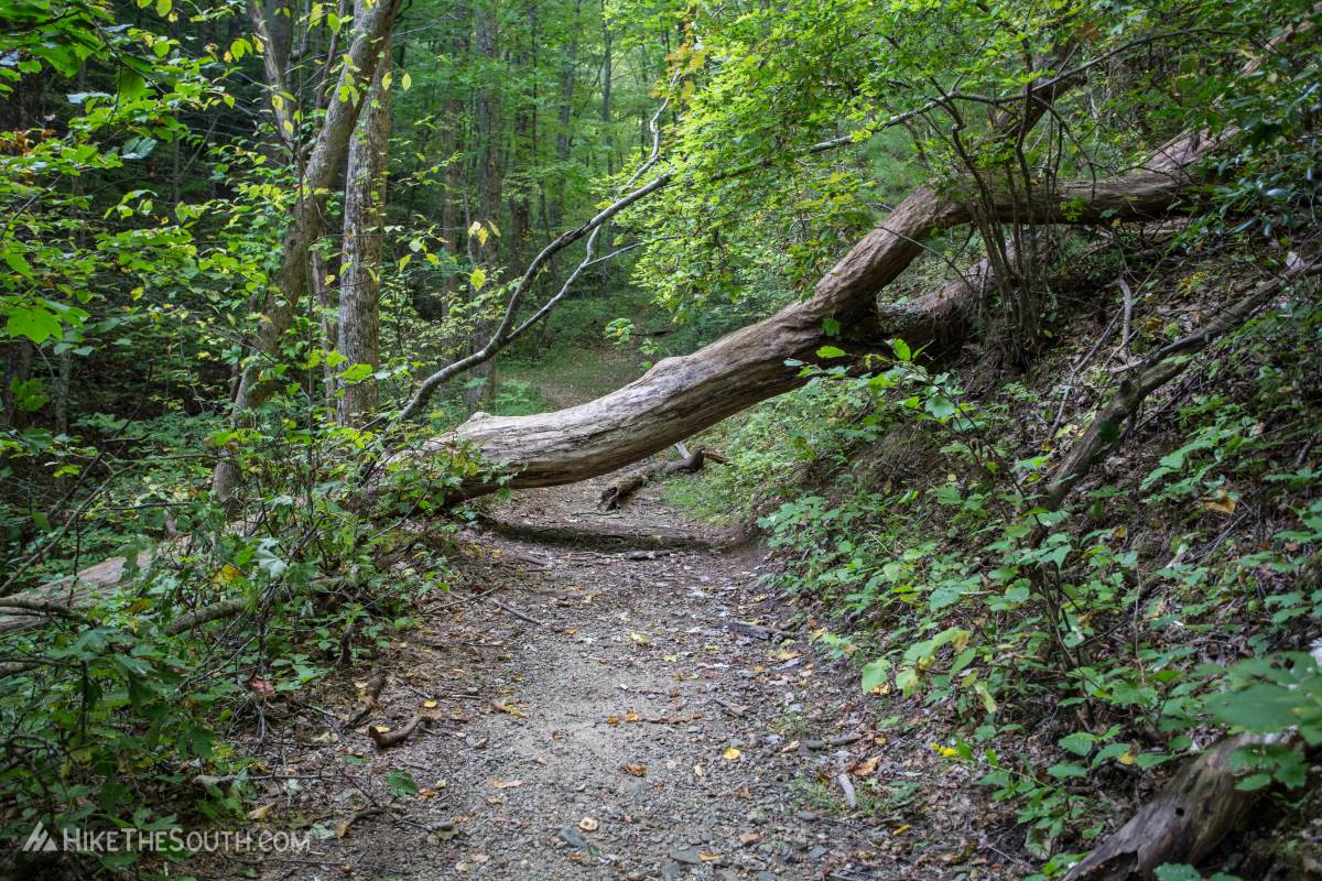Bear Hair Gap Trail. 
Heading uphill, there are a few easily overcome fallen trees.