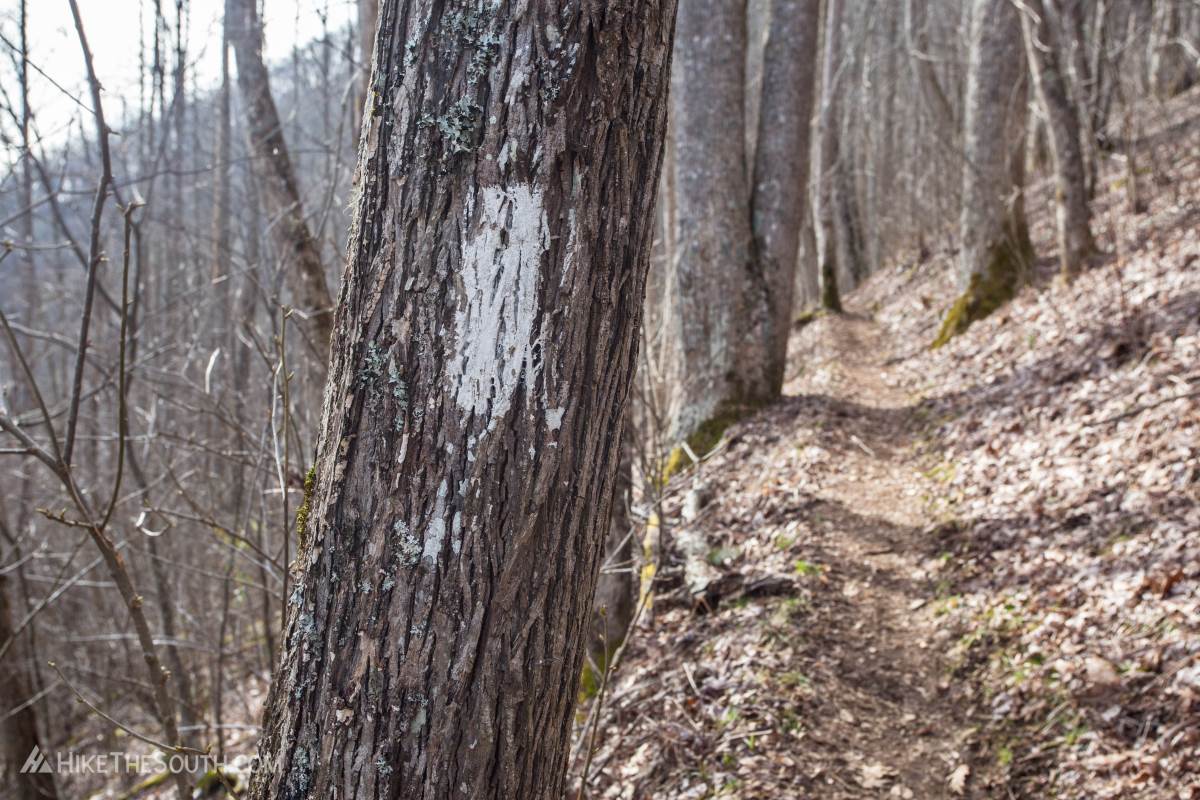 Cheoah Bald via Stecoah Gap. 
This hike follows the white-blazed Appalachian Trail the whole way.
