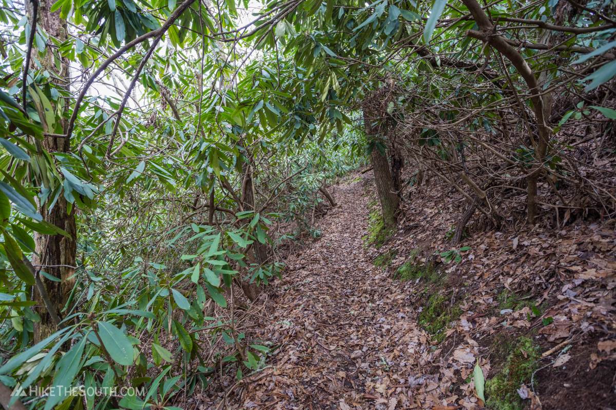 Cheoah Bald via Stecoah Gap. 
Rhododendron tunnel.