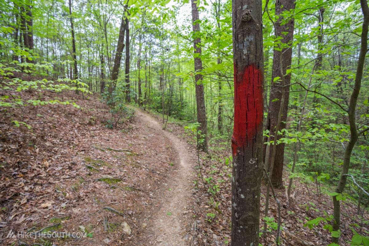 Cooper's Furnace Trail System. 
The red-blazed Laurel Ridge trail is a bit more rugged than the other trails in this network.