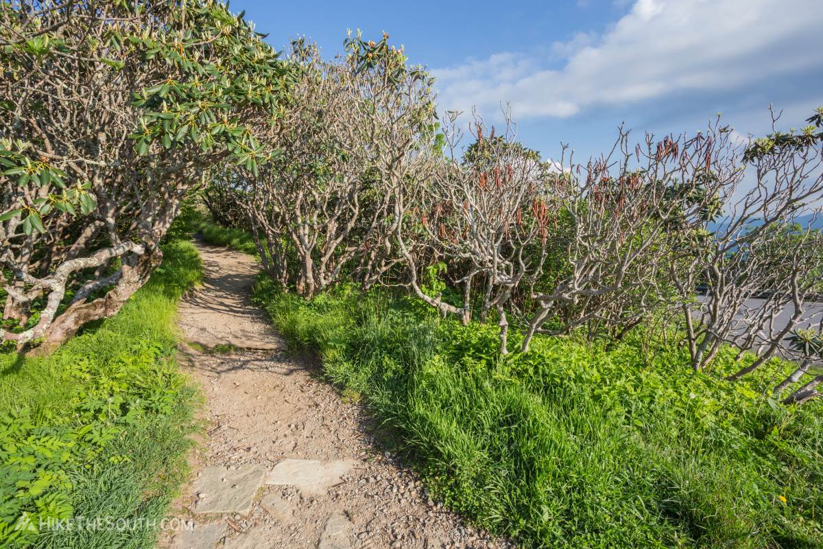 Craggy Pinnacle. 
The trail immediately heads into thick rhododendron tunnels, providing shade from the summer sun.