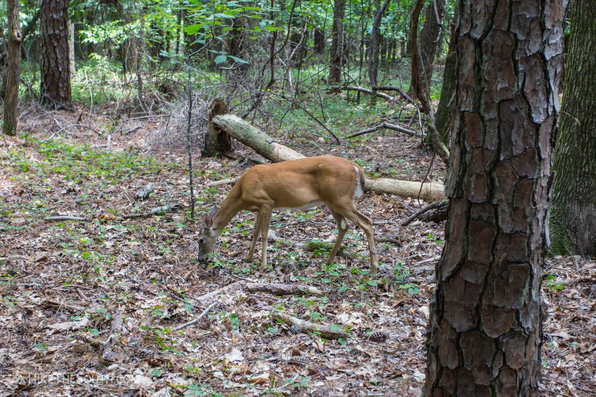 Kennesaw Mountain Environmental Loop & 24 Gun Trail. 
Deer here as used to humans and many will let you get relatively close without immediately bounding away.