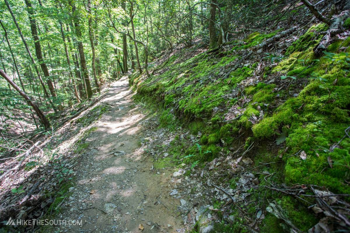 Pine Log Creek Trail System. 
Mossy pathway.