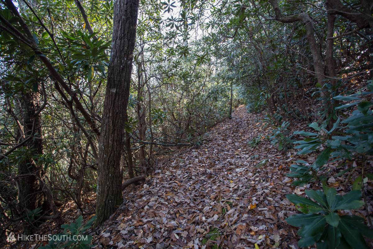 Rabun Bald Trail. 
Rhododendron tunnels along the way.