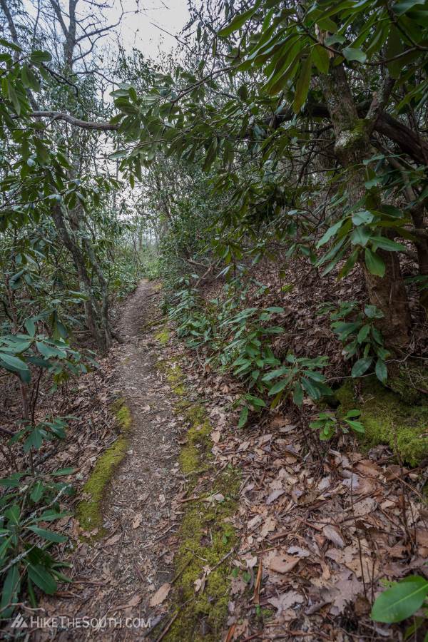 Rabun Bald via Hale Ridge Road. 
The trail was recently cleared and thus was well maintained in Spring 2019.