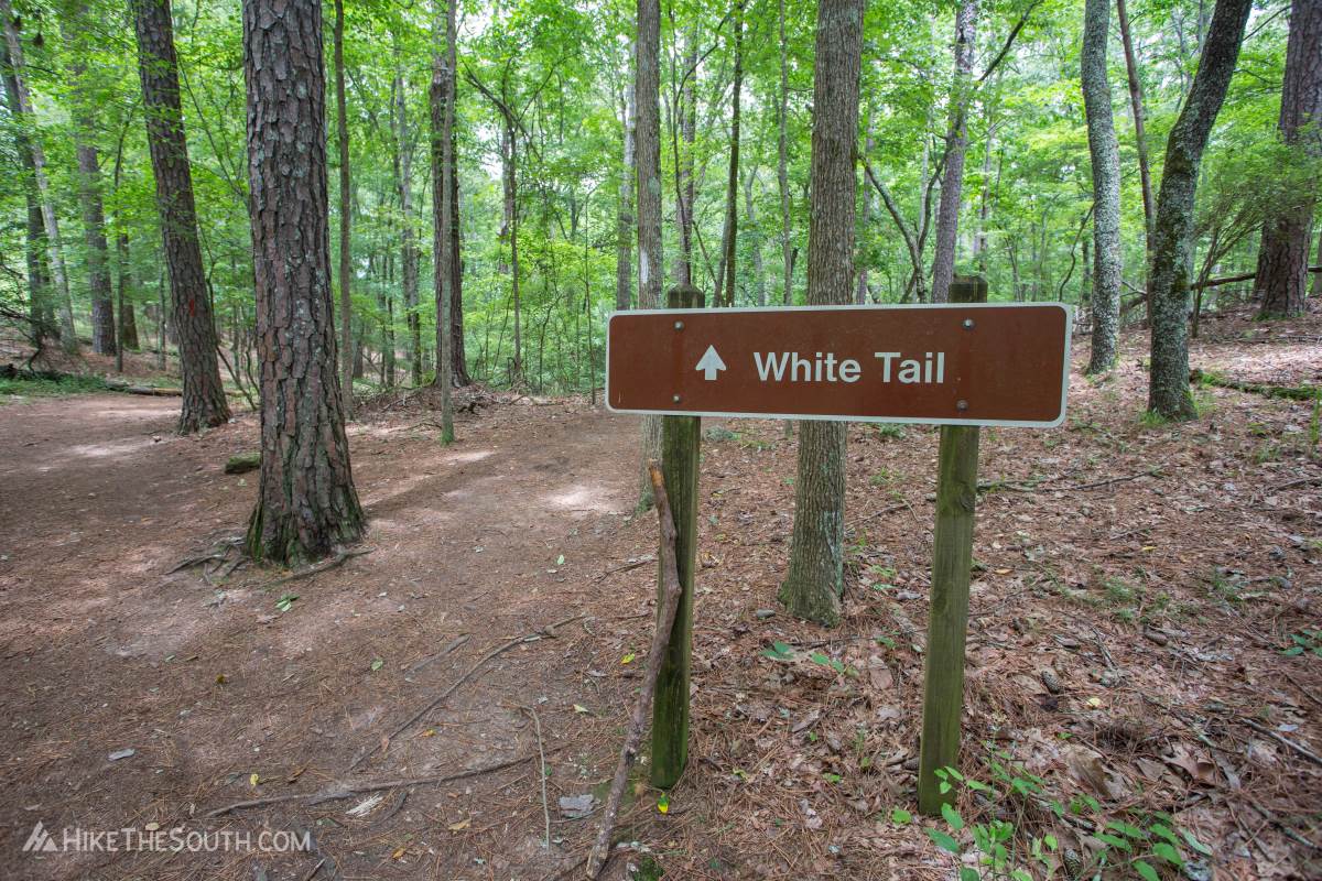 Red Top Mountain White Tail Trail. 
Begin on the red-blazed Sweet Gum trail before immediately branching off on the White Tail Trail.