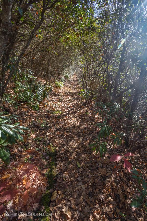 Rocky Bald via Tellico Gap. 
Rhododendron tunnels.